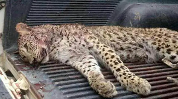 پلنگ به من حمله کرد از ترس شکارش کردم / این مرد مازنی واقعیت را می گوید؟