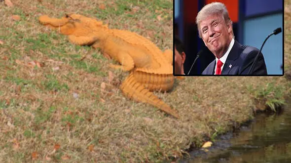 دونالد ترامپ تمساح شد! + عکس