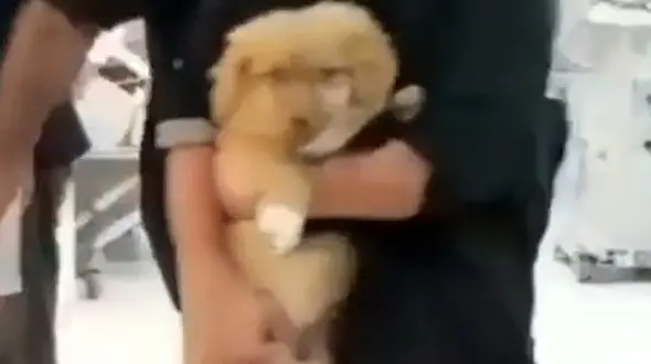 زنی با سگ خانگی اش به اورژانس بیمارستان بوشهر رفت + فیلم