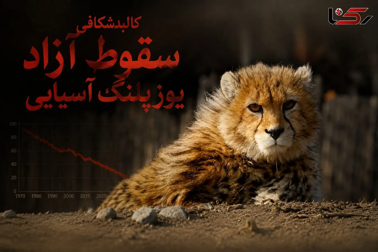کالبدشکافی سقوط آزاد یوزپلنگ آسیایی / ۲۷ جان در برابر بی‌تدبیری دستگاه ها/ وقتی جاده‌ها، گله‌های غیرمجاز، شترها و خاک‌خوری اعتبارات آخرین سنگر تنوع زیستی را می‌ بلعند