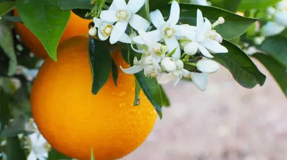 15 گیاه برای چاق شدن