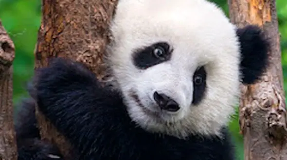 از صدای آرامش بخش توکان تا پاندای مادر