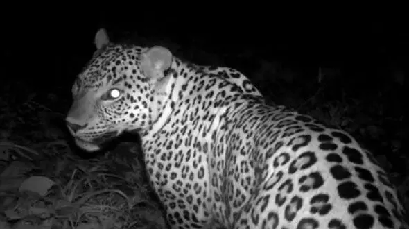 نجات پلنگ ایرانی از تصادف وحشتناک در جاده فیروزکوه 