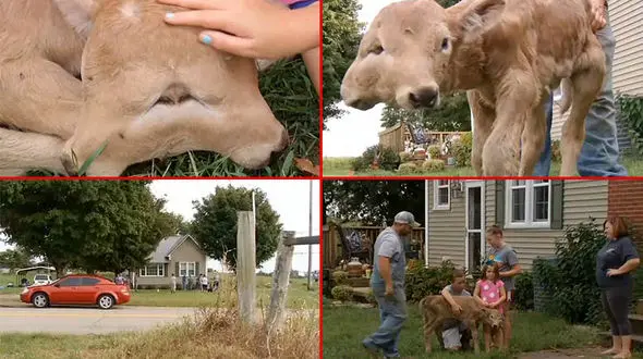 تولد گوساله ای نادر/ خوش شانس نام این حیوان خارق العاده است