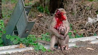 فداکاری میمون مادر تا لحظه مرگ در صحنه تصادف + عکس