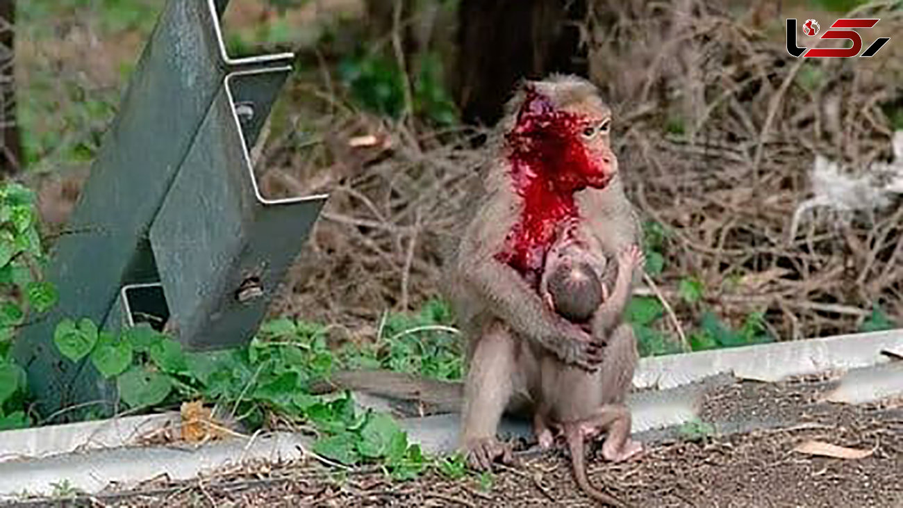 فداکاری میمون مادر تا لحظه مرگ در صحنه تصادف + عکس