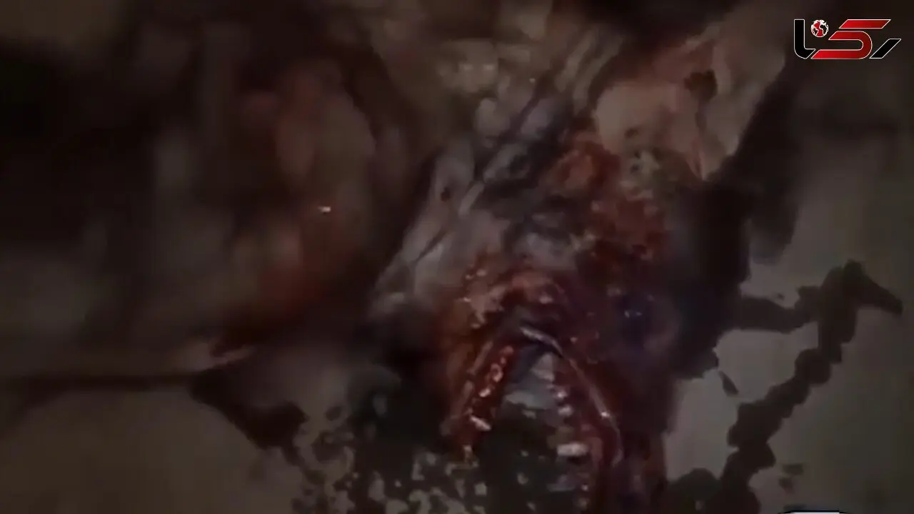 پشت پرده کشف یک موجود ترسناک در جاده رفسنجان + فیلم 