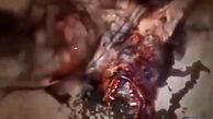پشت پرده کشف یک موجود ترسناک در جاده رفسنجان + فیلم 