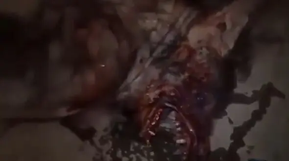 پشت پرده کشف یک موجود ترسناک در جاده رفسنجان + فیلم 