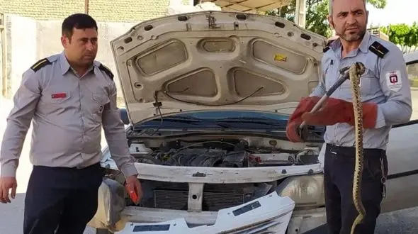 یک حلقه مار سمی همسفر راننده فاروجی شد+ فیلم