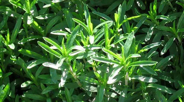 خواص جادویی گیاه مرزه خوزستانی