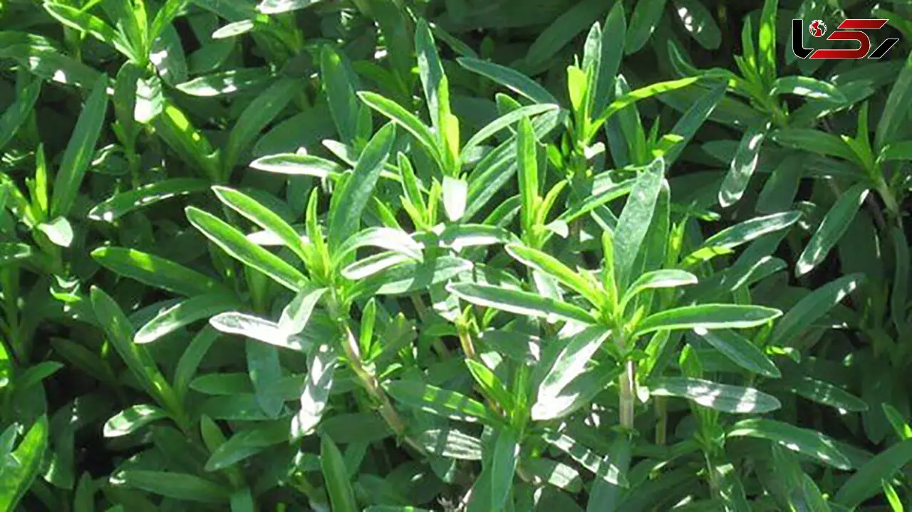 خواص جادویی گیاه مرزه خوزستانی