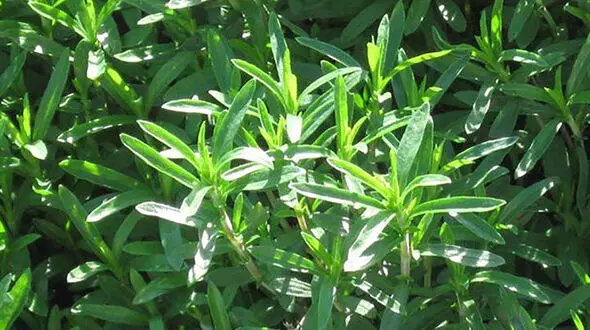 خواص جادویی گیاه مرزه خوزستانی
