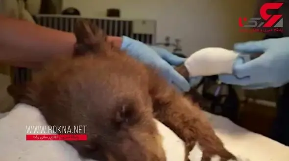  نجات یک بچه خرس از آتش سوزی جنگل‌های آمریکا + فیلم 