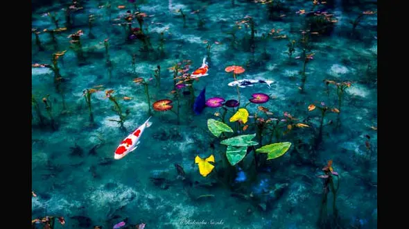 تصاویر زیبا از برکه ای رویایی و جادویی در ژاپن +عکس