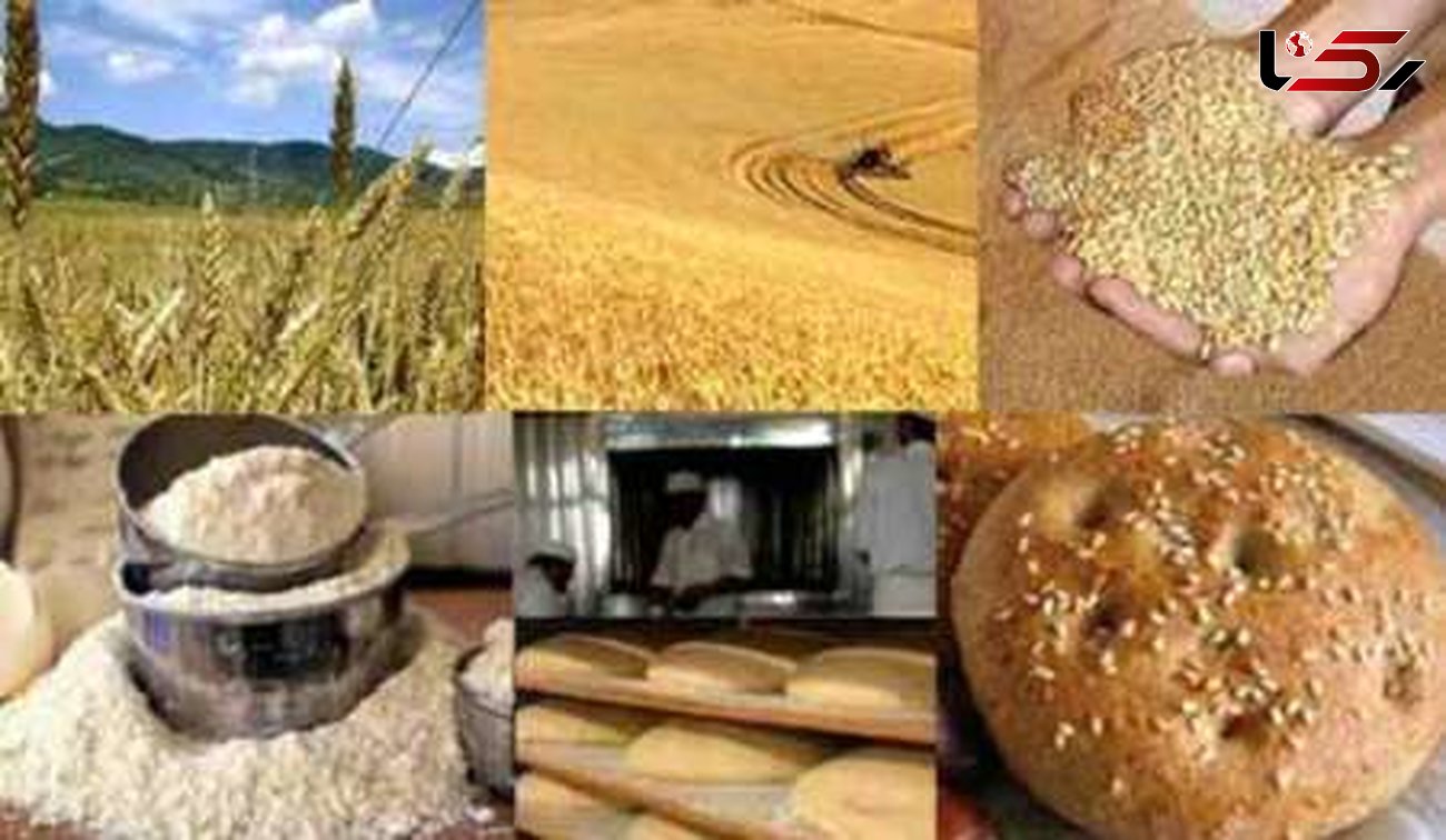 البرز ماهانه نیاز به 17 هزار تن آرد گندم دارد
