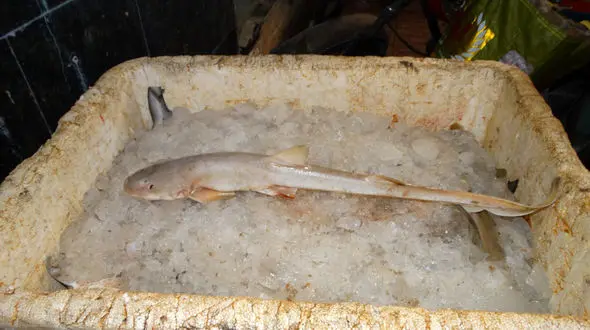 گوشت کوسه سرشار از جیوه است و طبع گرم ندارد / صید کوسه غیرقانونی است / محافظت از ۴۰۰ هزار کیلومتر عرصه دریایی برای ما بسیار سخت است