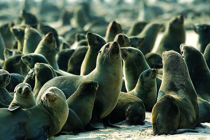 Seal-Bay-False-Bay-South-Africa