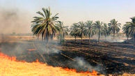  آتش به جان باغ‌ها و مزارع قیروکارزین افتاد 