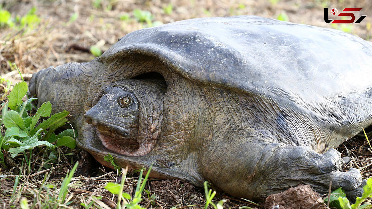  تفاهم‌نامه همکاری برای حفاظت از گونه لاک‌پشت فراتی امضا شد
