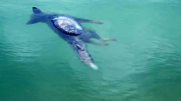 مرگ تلخ 8 روباه به خاطر خودخواهی یک کشاورز در سمنان