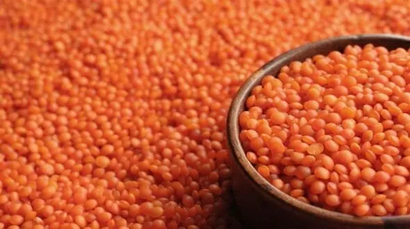 نرخ مصوب حبوبات غیر شرکتی در میادین میوه و تره بار
