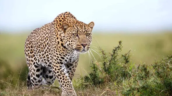 پلنگ گرسنه گله گوسفندان را درید / در خراسان شمالی رخ داد