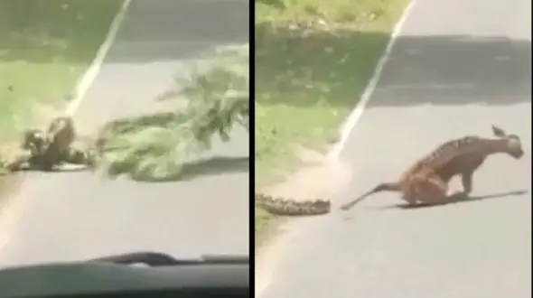 شکار  آهو توسط یک مار عظیم‌الجثه و لحظه هیجان‌انگیز فرار + فیلم 