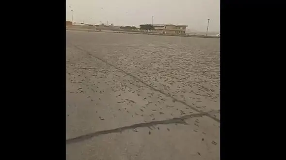 حمله ملخ ها به فرودگاه آبادان / فیلم باورنکردنی از دریای ملخ