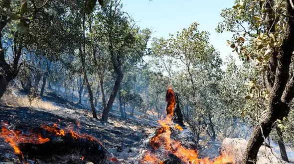 آتش‌سوزی محدود در مراتع و جنگل‌های ۲نقطه از کشور