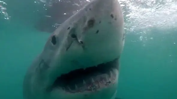 حمله مرگبار کوسه سفید به یک زن / نیویورک