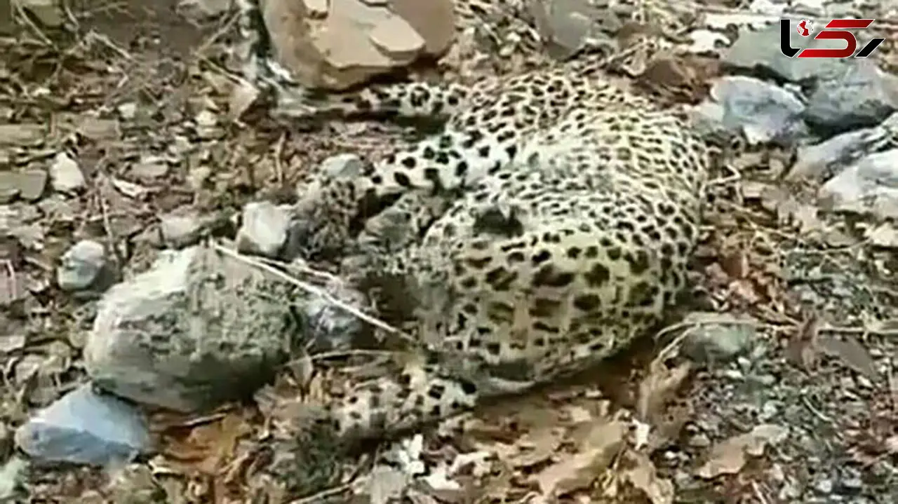 پلنگ زخمی هزارمسجد برای درمان به مشهد منتقل شد