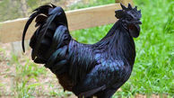 مرغ و خروس چند میلیونی با گوشت سیاه  +تصاویر 