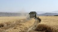 برداشت 470 هزار تن گندم از مزارع استان همدان 