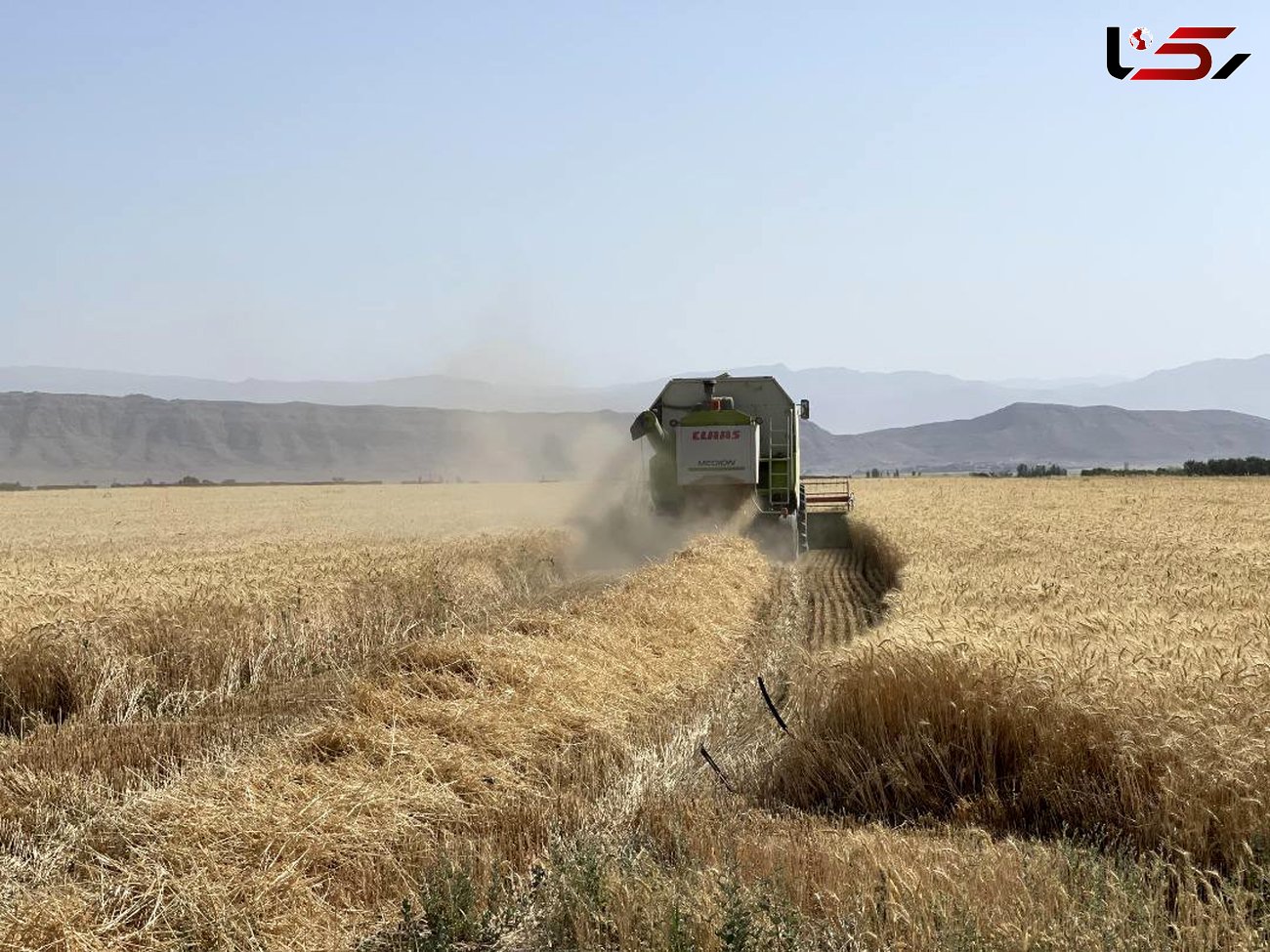 برداشت 470 هزار تن گندم از مزارع استان همدان 
