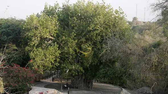 درخت هزار ساله حریره کیش را با گازوئیل خشکاندند