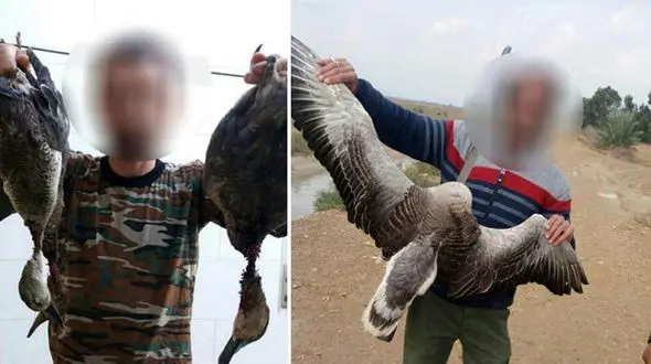 نسل کشی پرندگان مهاجر توسط جوانان بی کار خوزستانی! + عکس