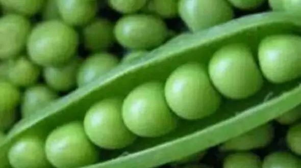 نخود فرنگی یاری رسان در کاهش وزن 