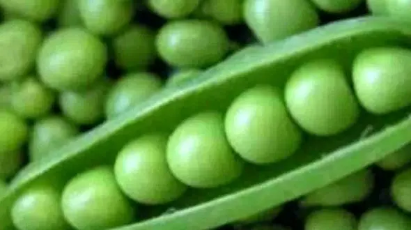 نخود فرنگی یاری رسان در کاهش وزن 