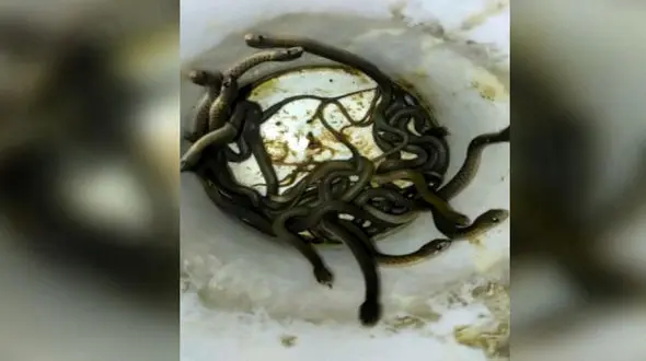 صحنه وحشتناک از تخمگذاری و به دنیا آمدن 60 بچه مار در یک خانه + فیلم/هند