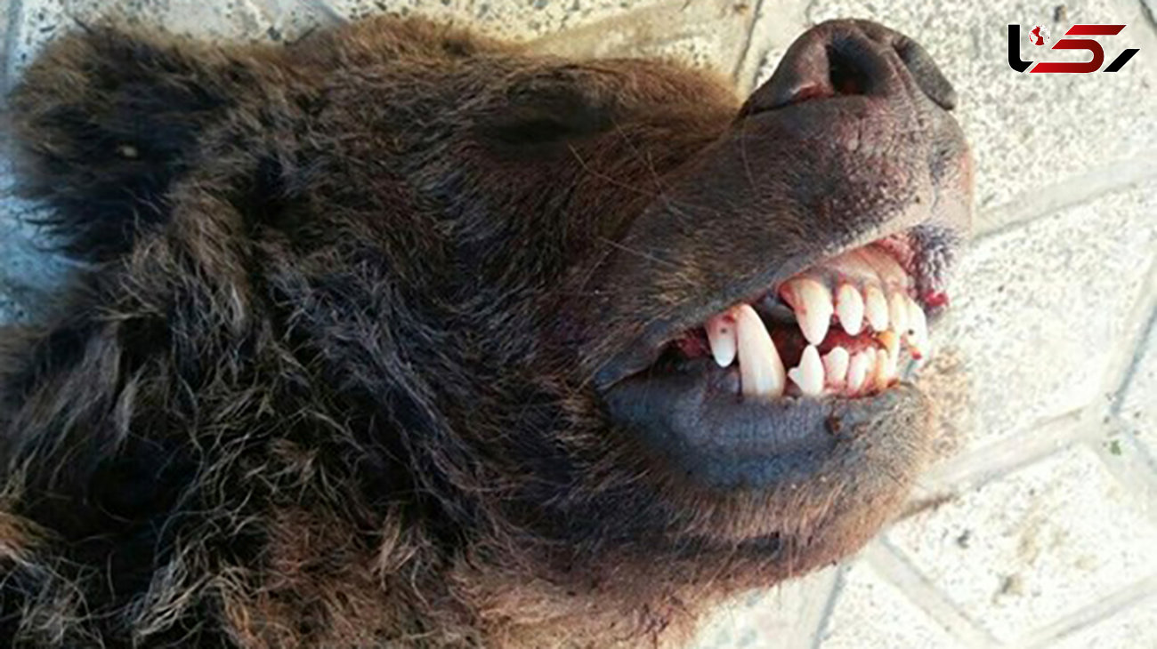  چه کسی توله خرس کیاسر را کشت؟ + عکس 