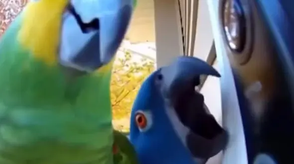 از مشاهده موش سرآشپز در رستوران تا مونتاژِ شاسی و بدنۀ ماشین بدون ربات و در یک کارگاه