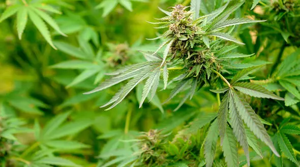 تبلیغ آزادانه ماری جوانا و علف در خیابان‌های شهر! 