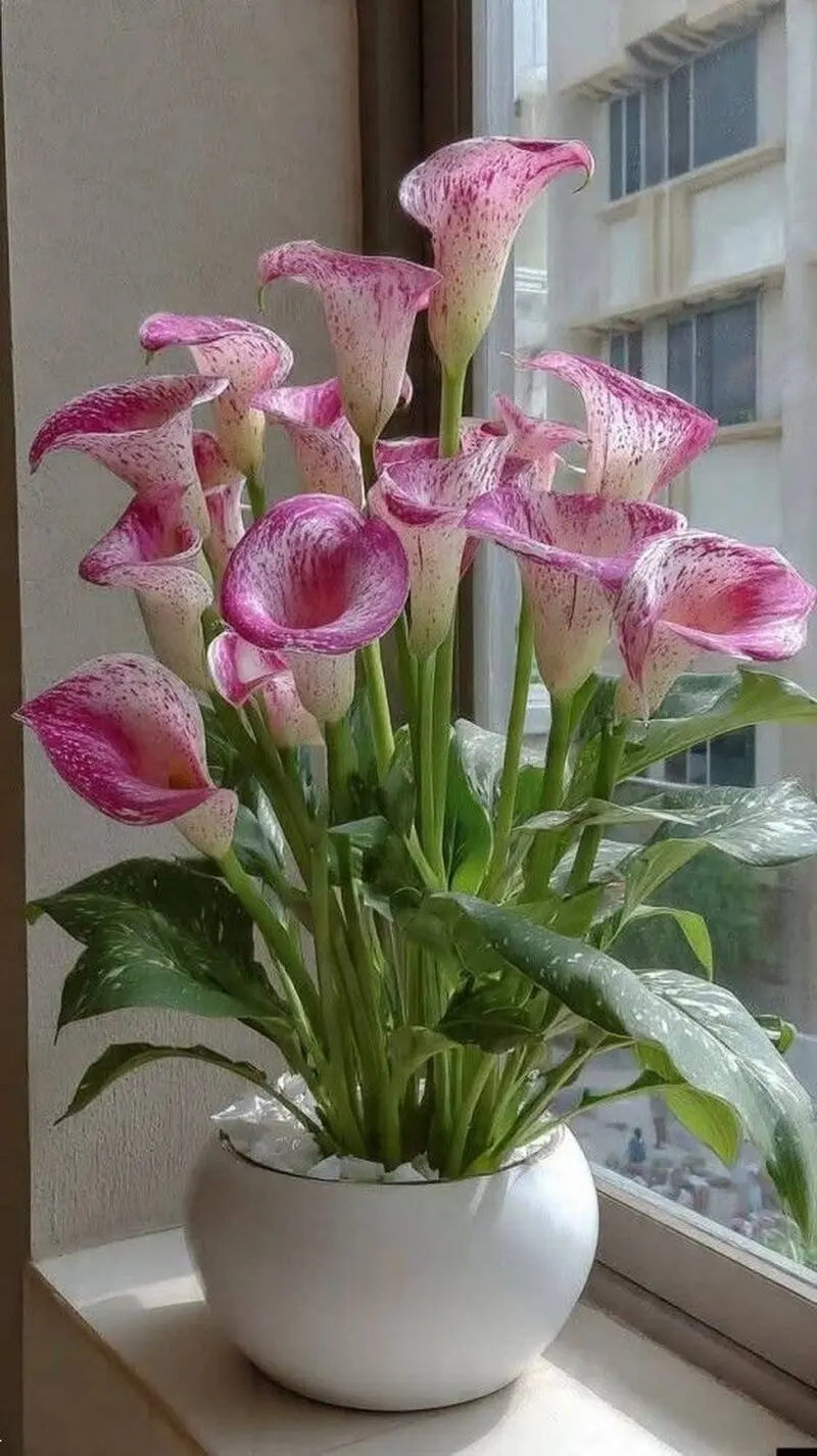 عکس های گیاهان آپارتمانی کم نور