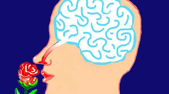 26 فوریه روز جهانی آگاهی از اختلال بویایی (World Anosmia Awareness Day)