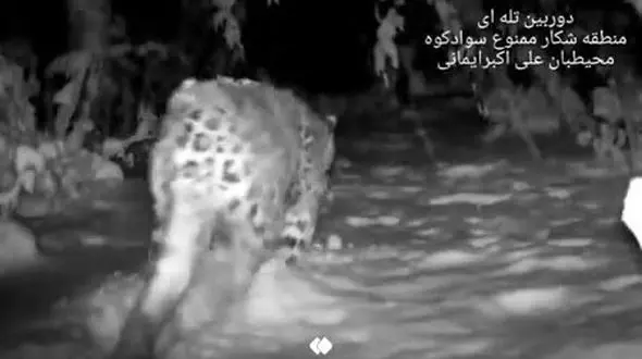 فیلم  شب‌گردی پلنگ ایرانی در جنگل‌های سوادکوهِ مازندران / ببینید