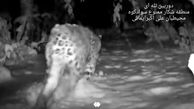 فیلم  شب‌گردی پلنگ ایرانی در جنگل‌های سوادکوهِ مازندران / ببینید