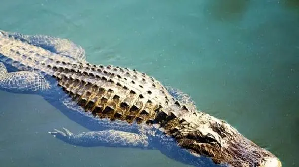 از تقسیم کردن غذا توسط تمساح تا شکار بچه فیل توسط شیر