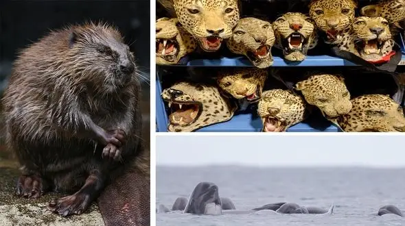 تصاویر دیدنی و شگفت انگیز از حیات وحش در هفته ای که گذشت