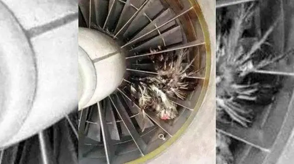 حادثه هوایی: ورود پرنده به موتور